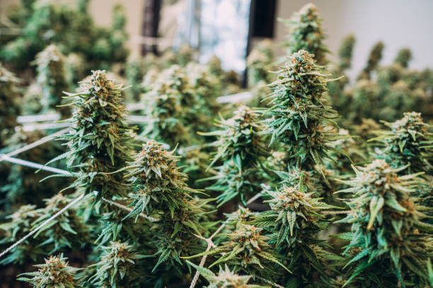 img/marijuanadispensaryproducts.jpg
