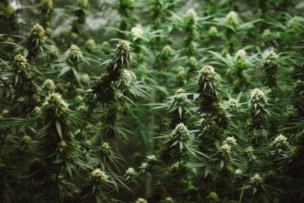 What is the process for purchasing marijuana flower at the dispensary in Lynn, MA?