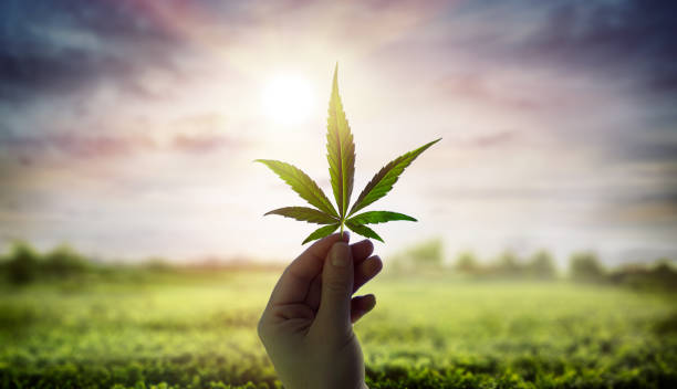 img/latestcannabisnews.jpg