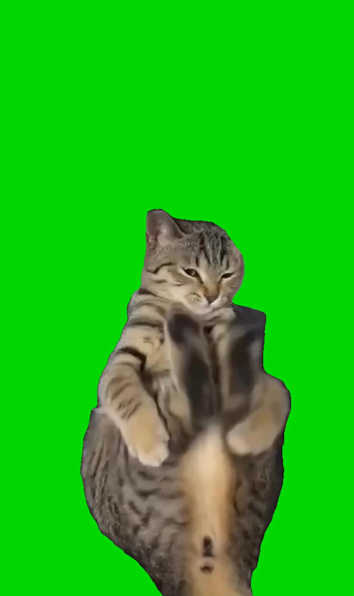 Cat Kicking Himself