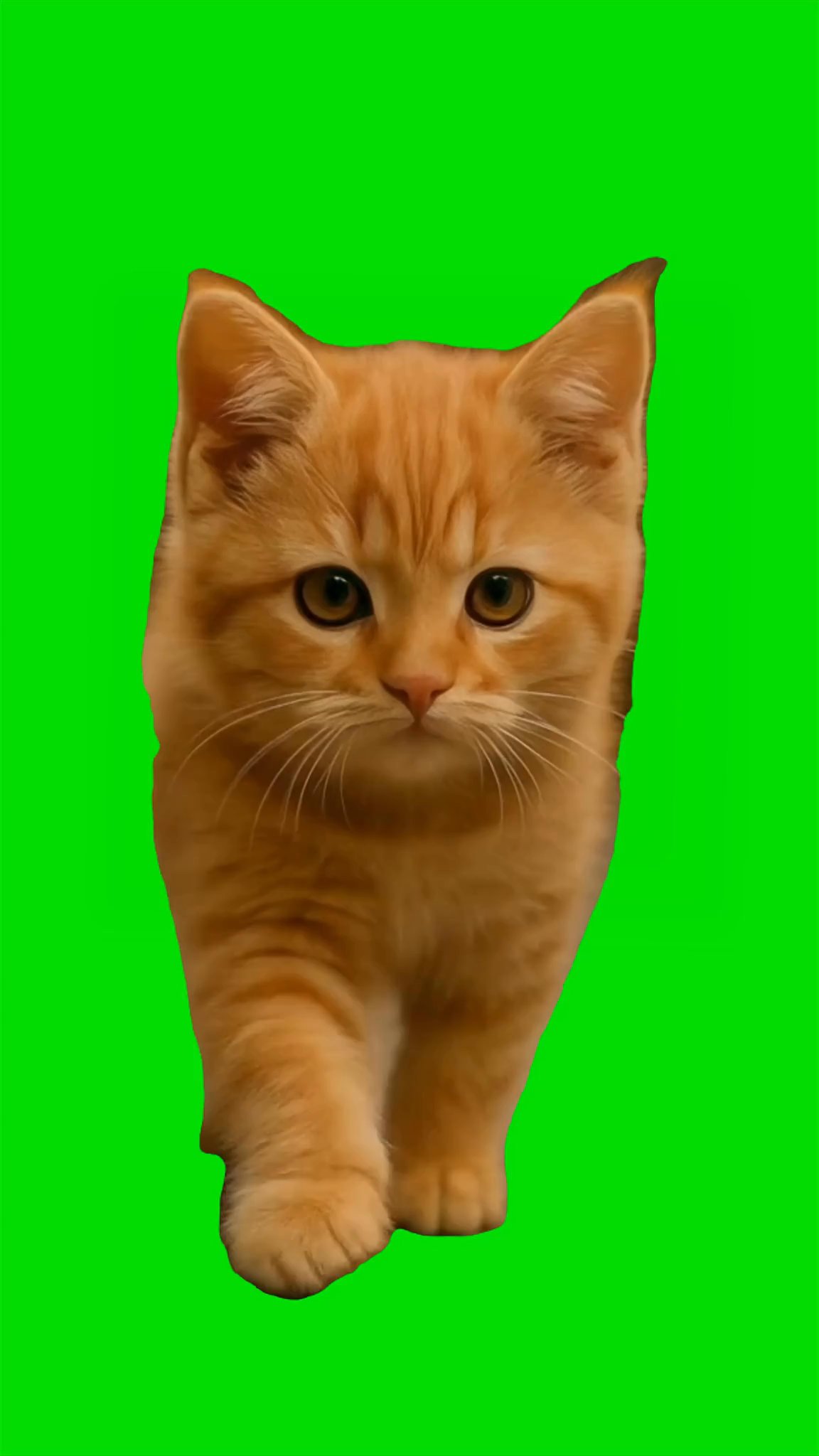 Cat showing a bird Green Screen 4k