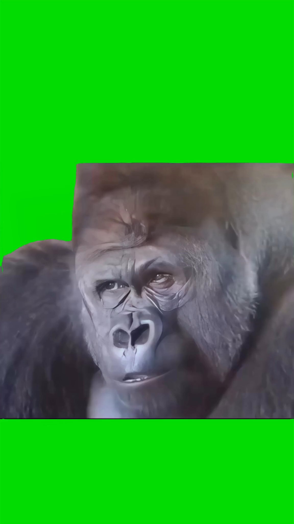 Confused gorilla
