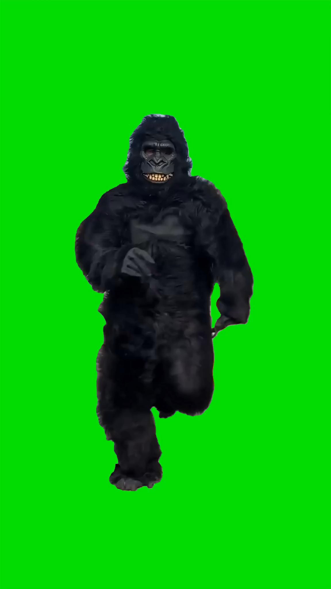 Gorilla Running meme Green Screen 4k