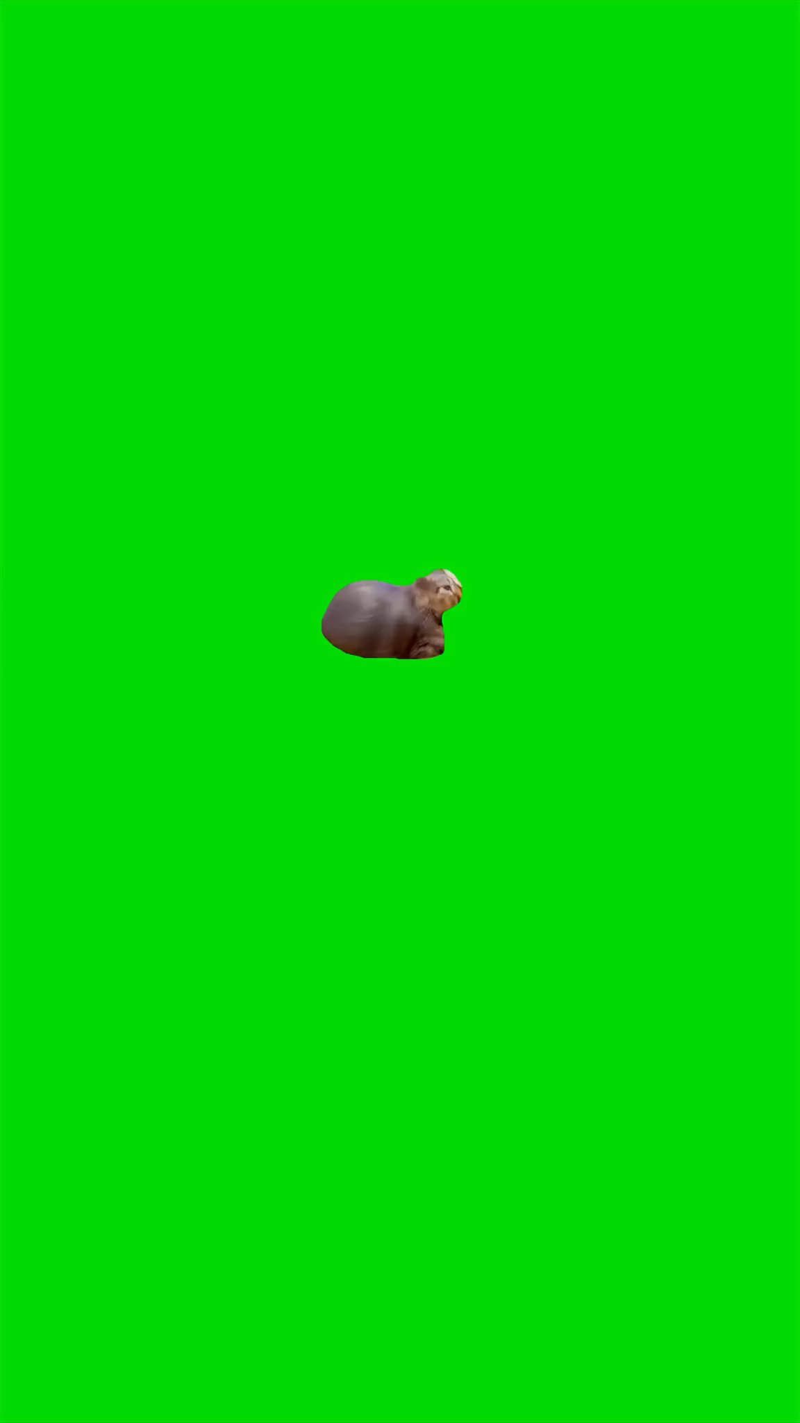 Ooiiaaa pretty little baby Meme Green Screen 4k