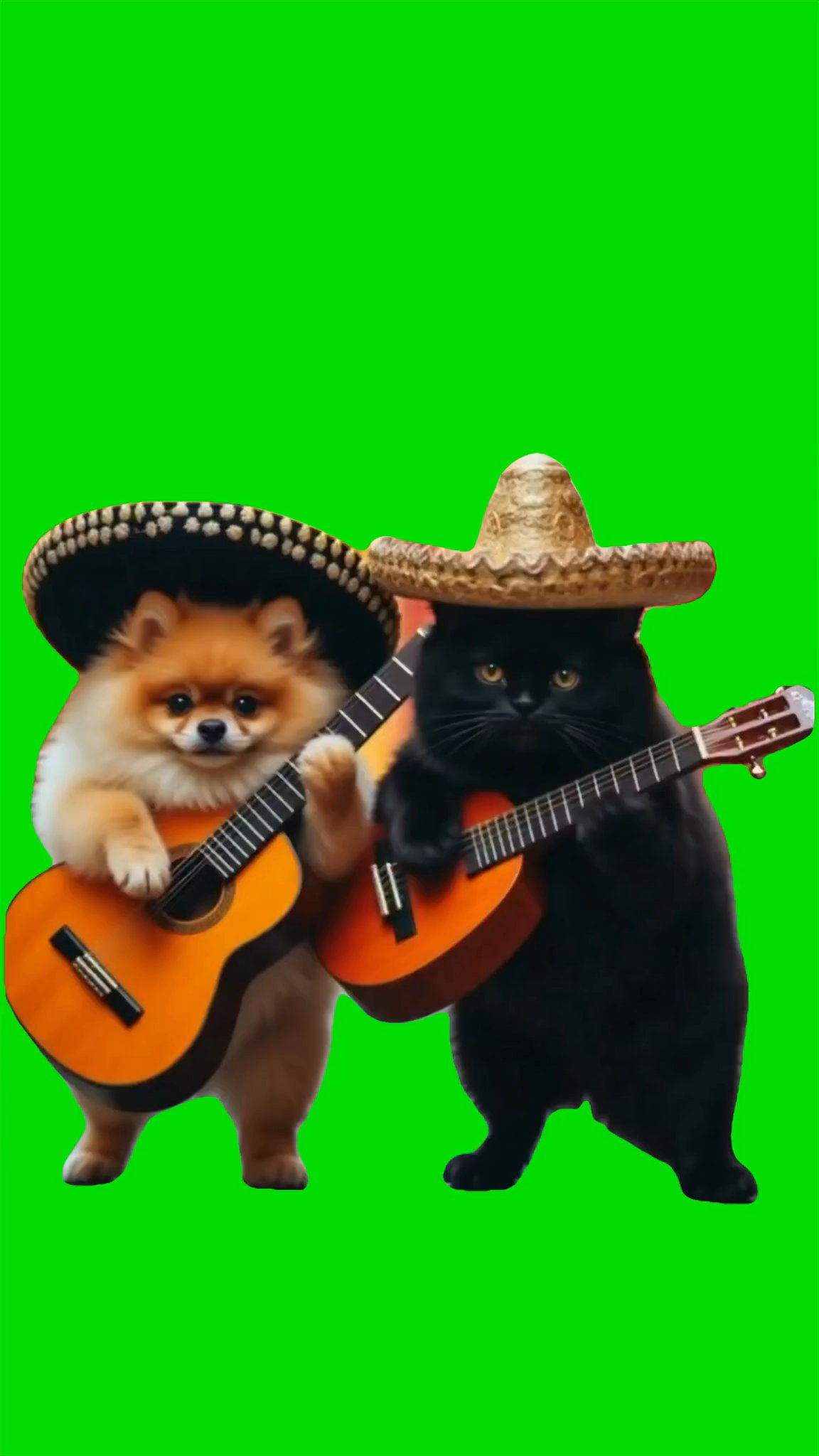 Puppy and cat playing Guitar