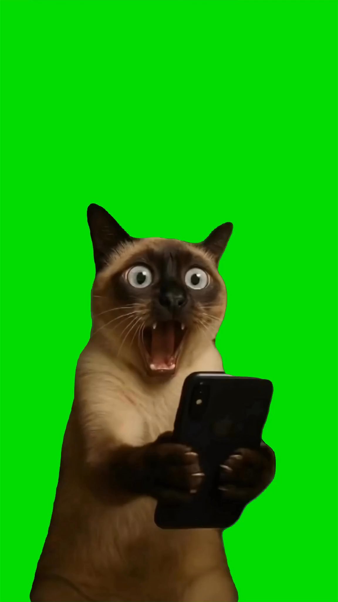 Shocked cat looking at phone Green Screen 4k