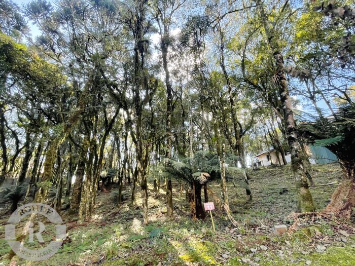 2 - Terreno Em Canela em canelaPinheiro Grosso