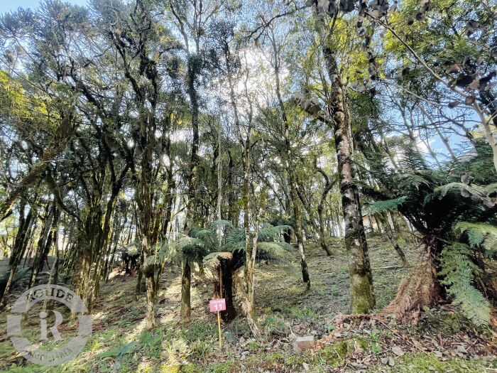 1 - Terreno Em Canela em canelaPinheiro Grosso