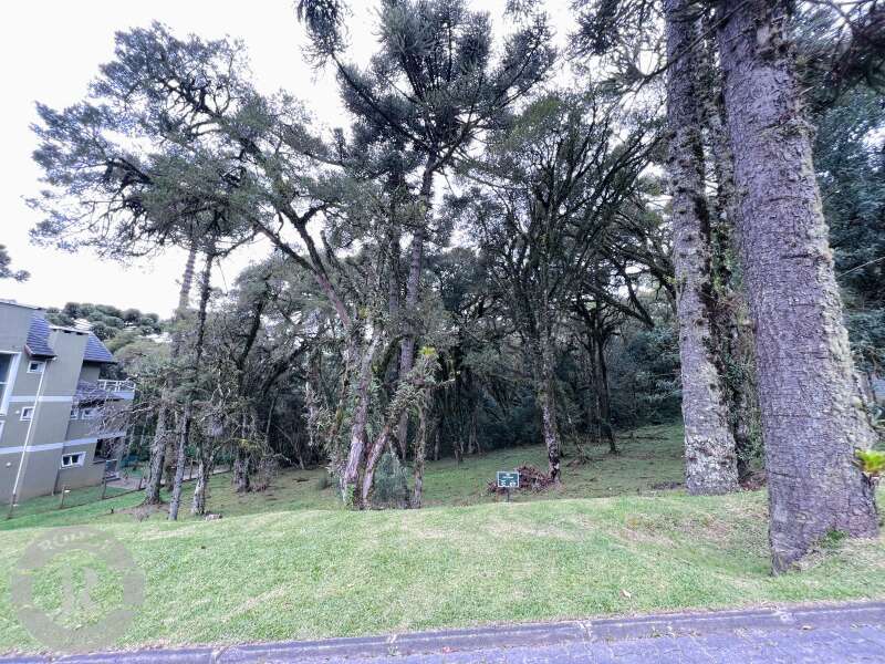 1 - Terreno Em Canela em canelaAltos Pinheiros