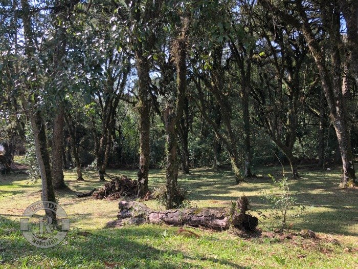 2 - Terreno Em Canela em canelaAltos Pinheiros