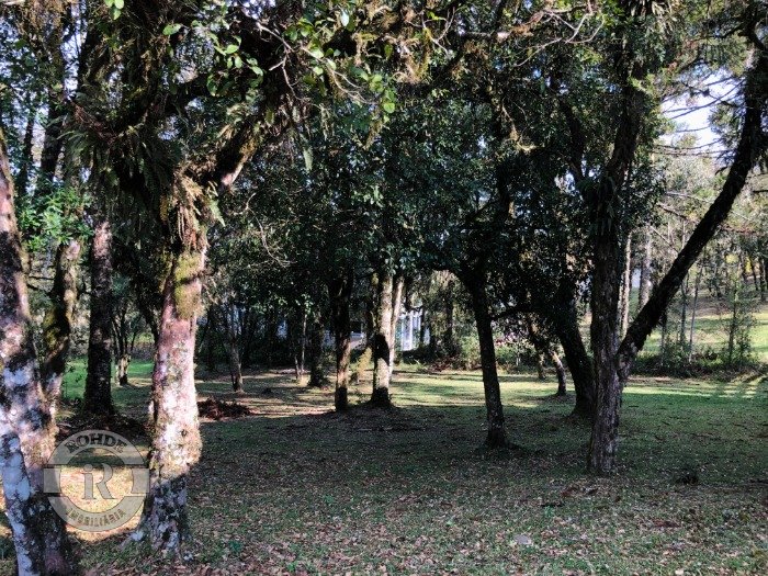 2 - Terreno Em Canela em canelaAltos Pinheiros
