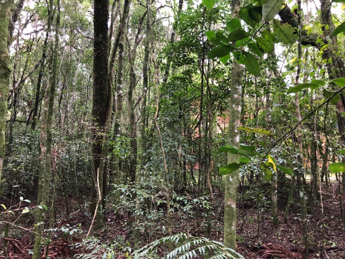 3 - Terreno No Laje De Pedra Em Canela em canelaLaje de Pedra