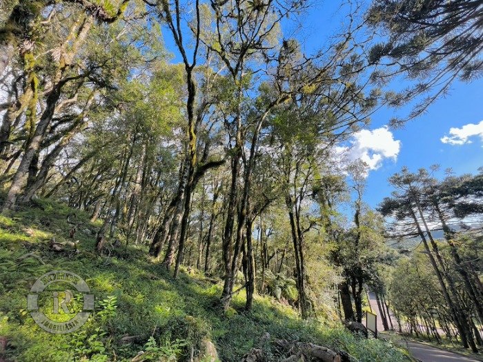 3 - Terreno Em Canela em canelaPinheiro Grosso
