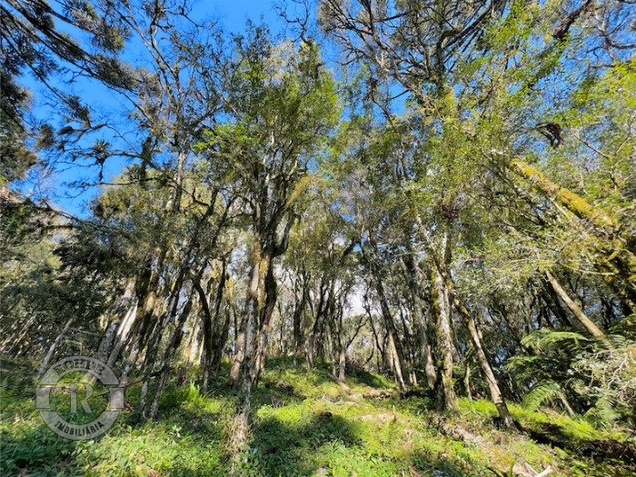 2 - Terreno Em Canela em canelaPinheiro Grosso