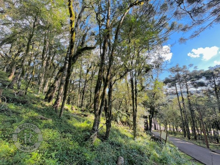 1 - Terreno Em Canela em canelaPinheiro Grosso
