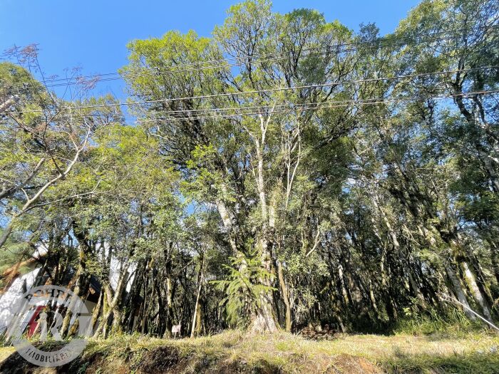1 - Terreno Canela em canelaPinheiro Grosso