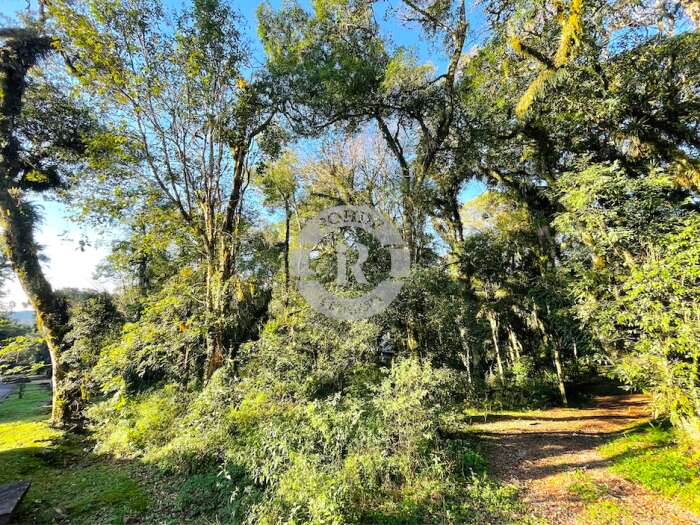 1 - Terreno Em Canela em canelaPinheiro Grosso