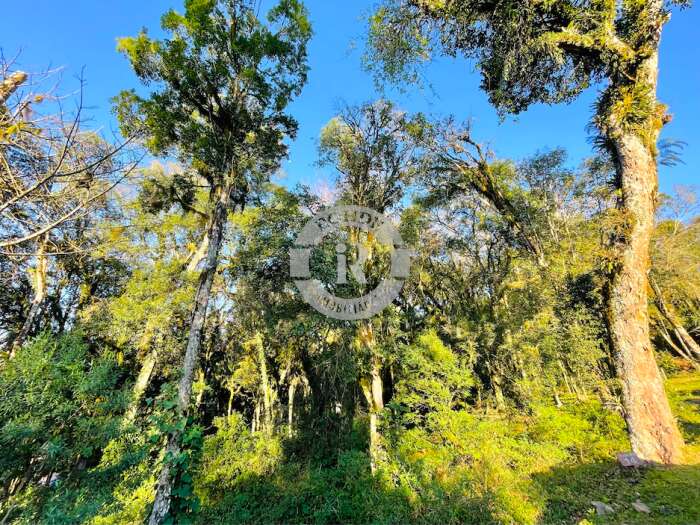 2 - Terreno Em Canela em canelaPinheiro Grosso