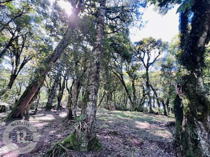 Foto 5 - Terreno Em Canela em Canela, bairro Quinta da Serra