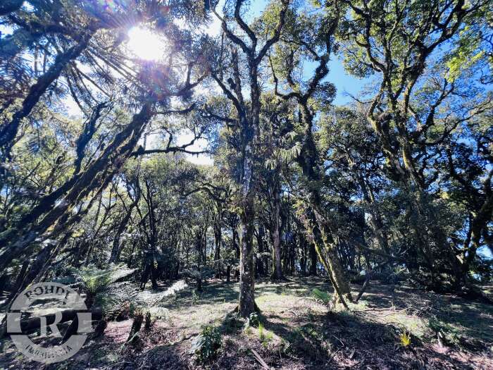 1 - Terreno Em Canela em canelaQuinta da Serra