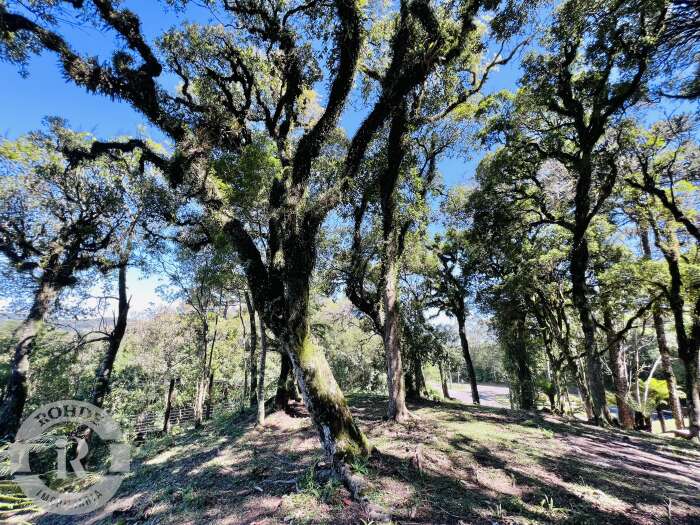 Foto 6 - Terreno Em Canela em Canela, bairro Quinta da Serra