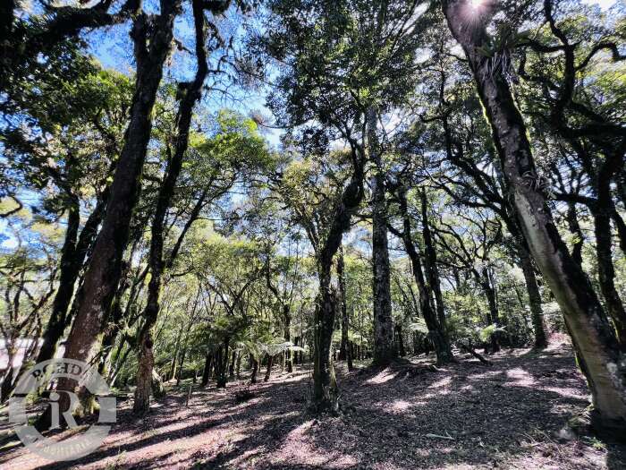 3 - Terreno Em Canela em canelaQuinta da Serra