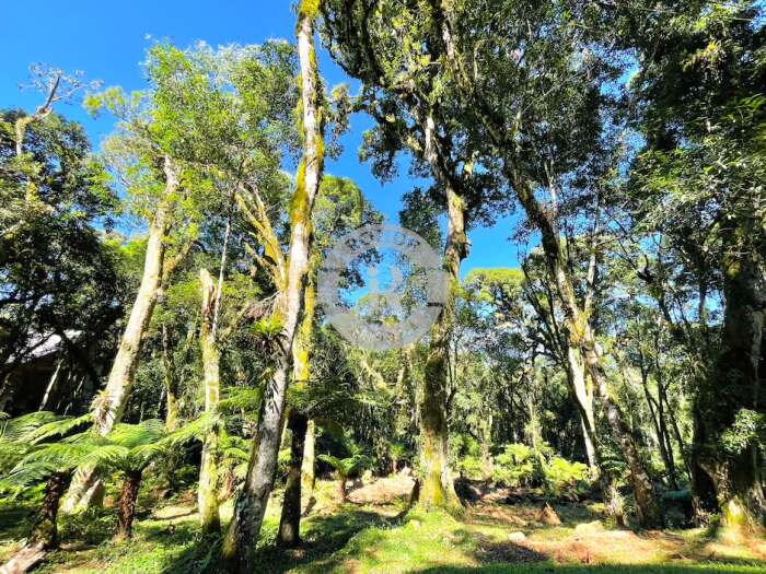 2 - Terreno Em Gramado em gramadoO Bosque