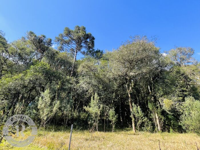 1 - Terreno Em Canela em canelaPinheiro Grosso