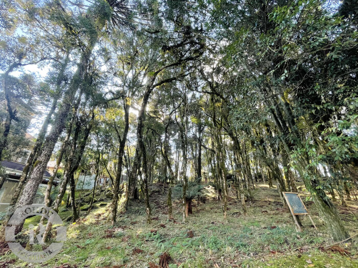 1 - Terreno Em Canela em canelaPinheiro Grosso