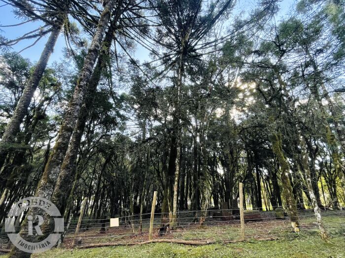2 - Terreno Canela em canelaPinheiro Grosso