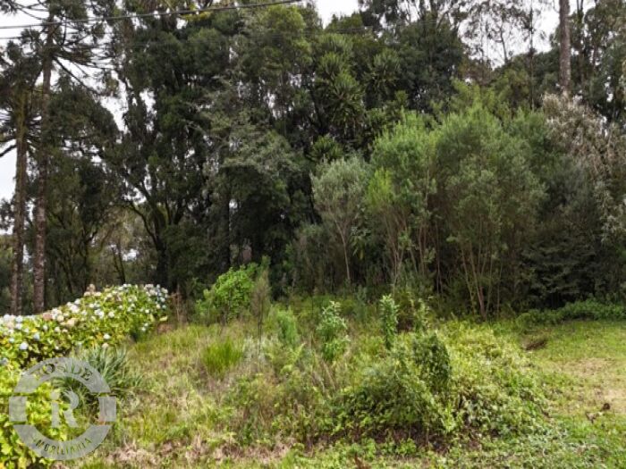 4 - Terreno Em Canela em canelaQuinta da Serra