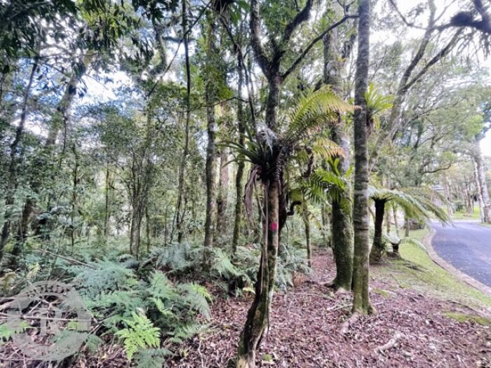 Foto 5 - Terreno Em Gramado em Gramado, bairro O Bosque