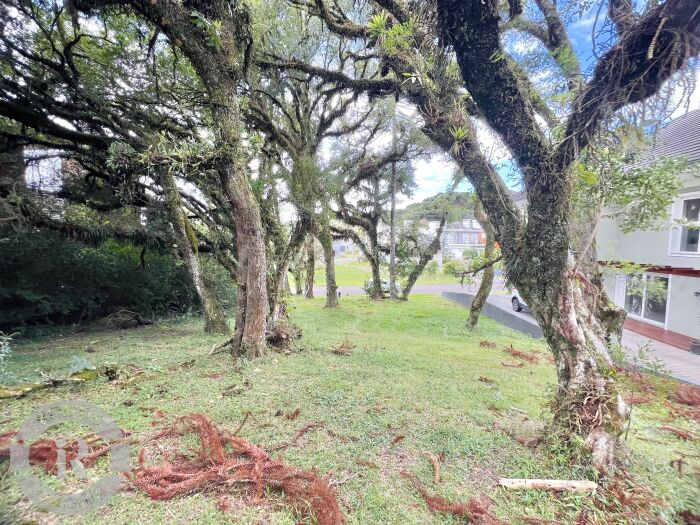 1 - Terreno Em Canela em canelaAltos Pinheiros
