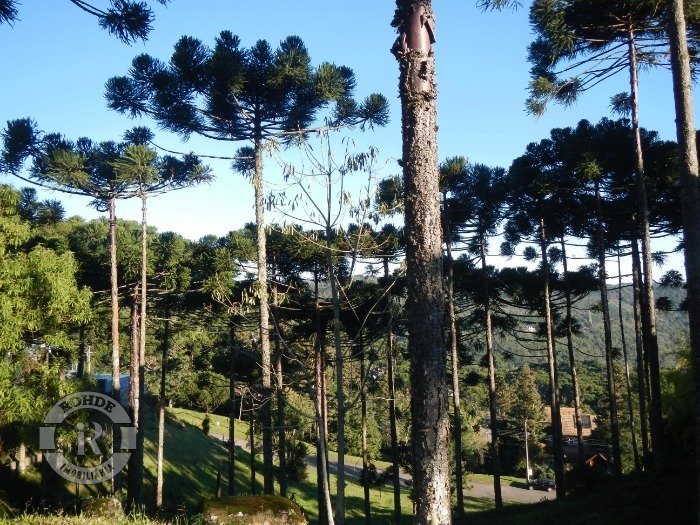 Foto 5 - Terreno Em Gramado em Gramado, bairro Aspen Mountain