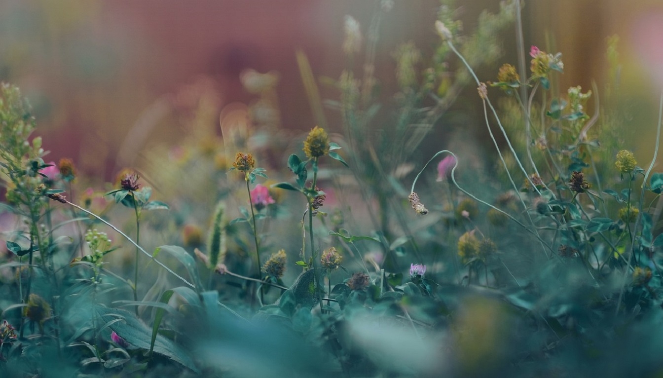 Biodiversity