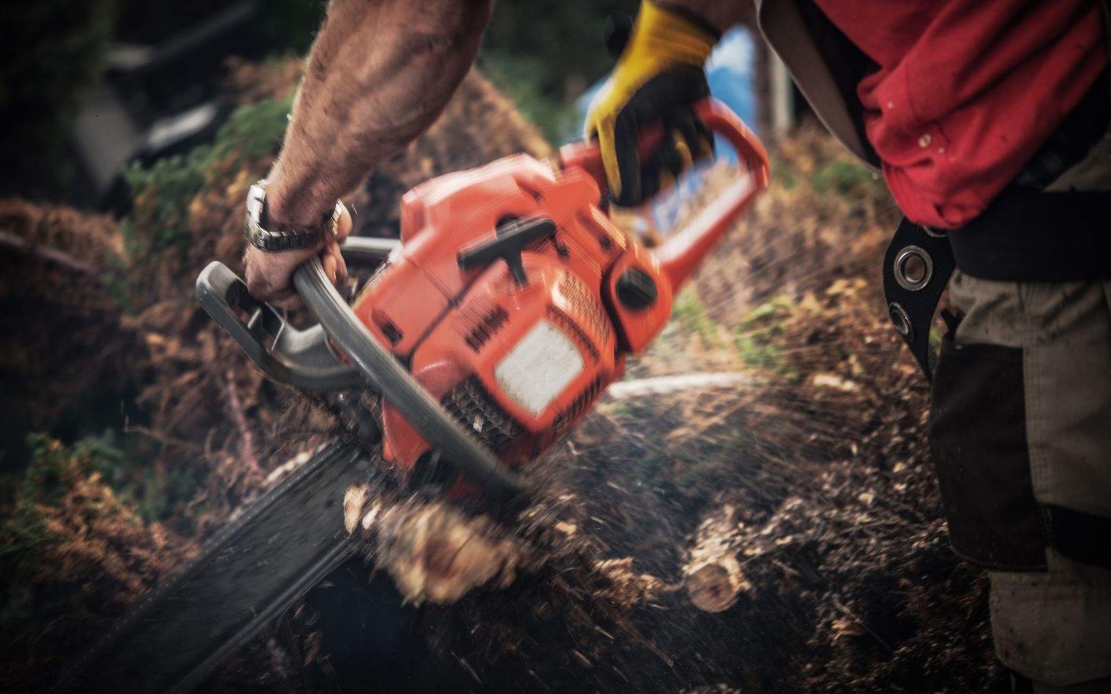 Can multiple trees be removed during a single visit Frankston Tree Removal Experts Can multiple trees be removed during a single visit