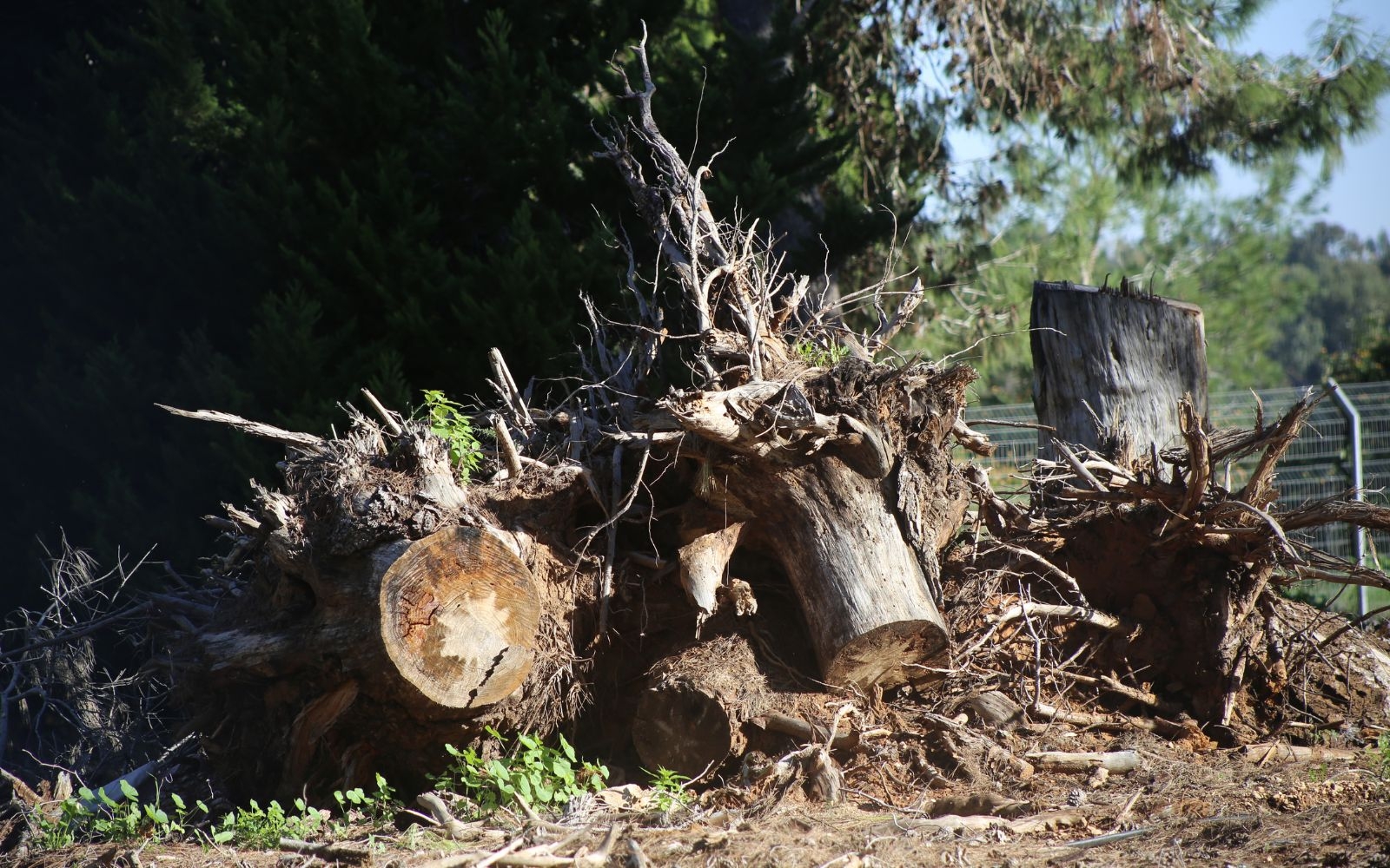 Can you restore hedges that are neglected or heavily overgrown Frankston Tree Removal Experts Can you restore hedges that are neglected or heavily overgrown