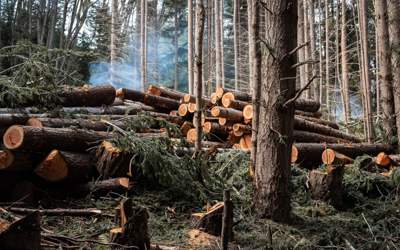 Do you clean up and dispose of all palm waste after the job Frankston Tree Removal Experts Do you clean up and dispose of all palm waste after the job