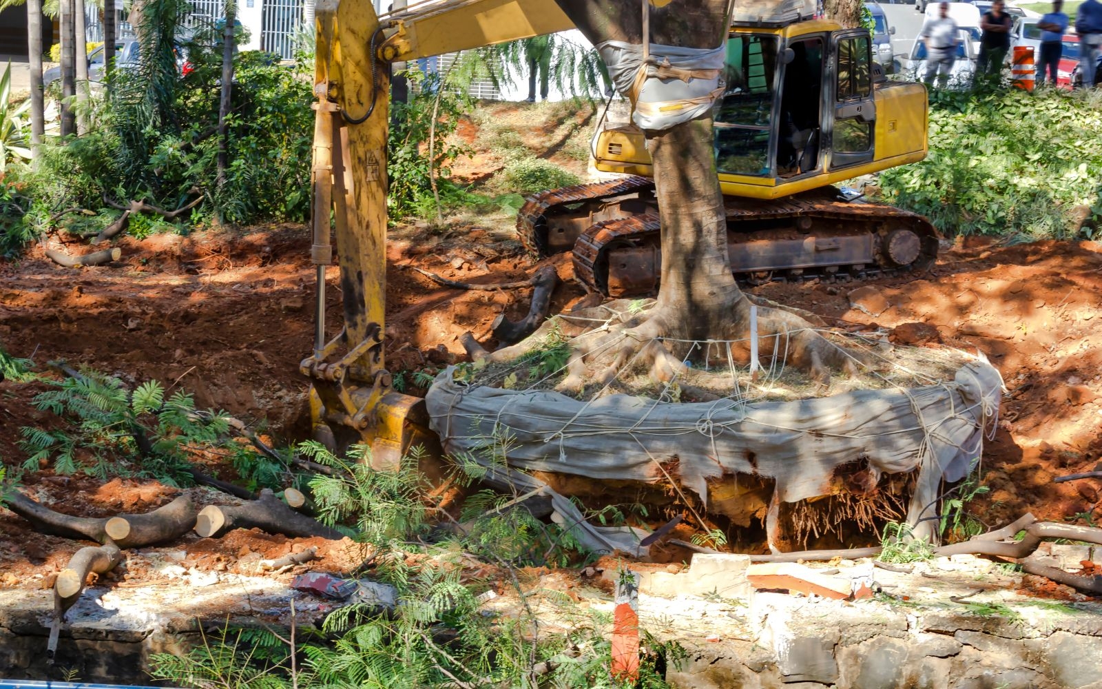 How long has your company been operating in Frankston Frankston Tree Removal Experts How long has your company been operating in Frankston
