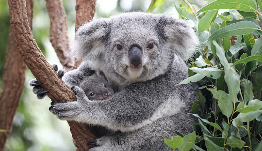 Exploring Queensland's Diverse Geography: From Rainforests to Coral Reefs