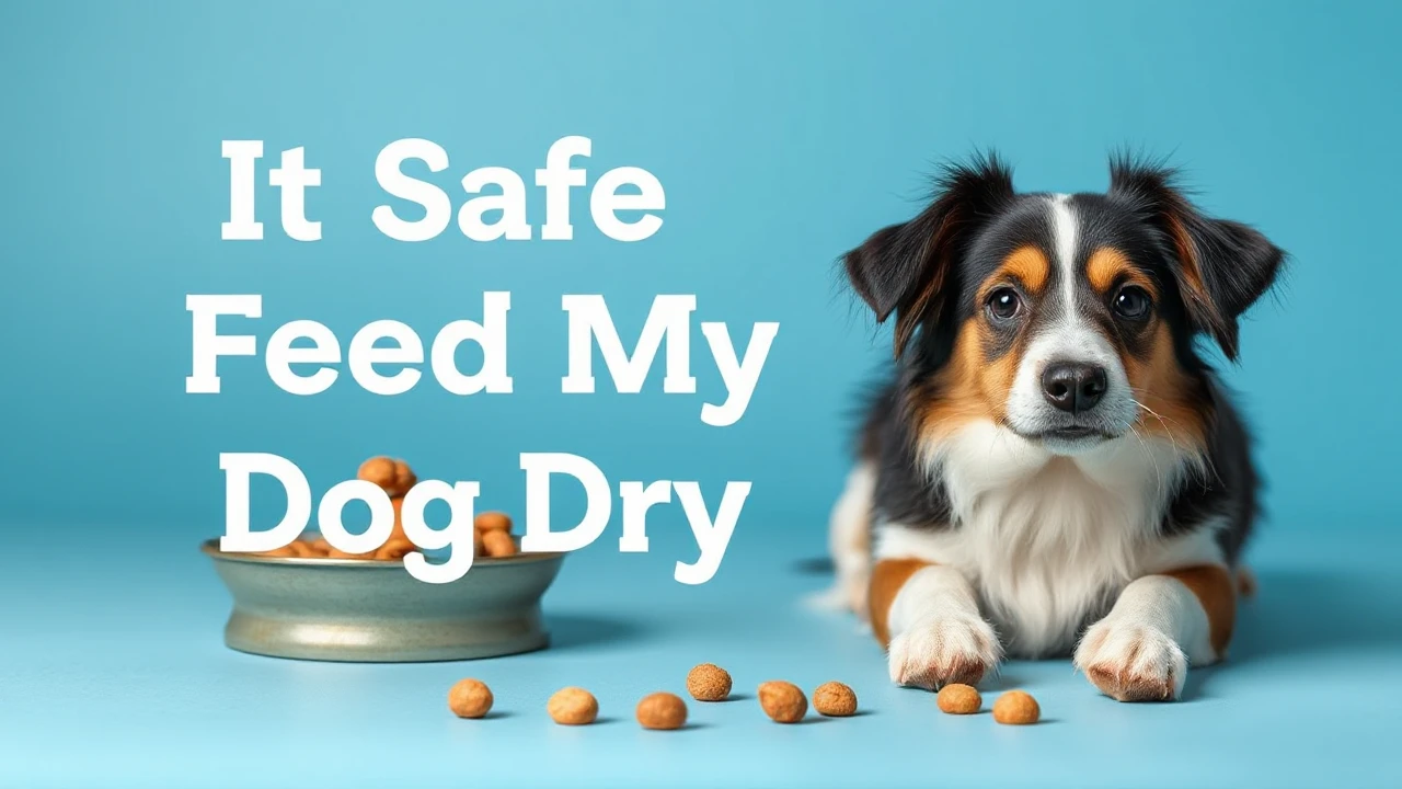 Is It Safe To Feed My Dog Dry Meals?
