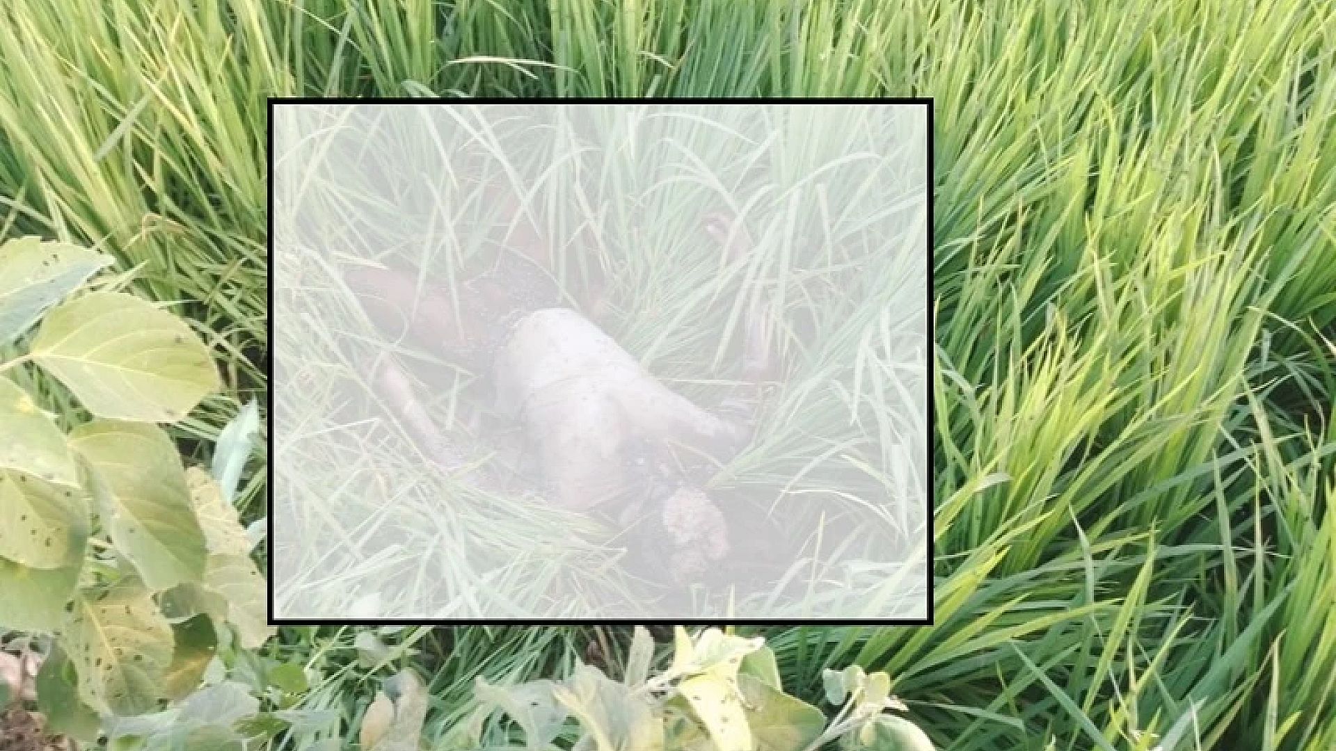 news-picture