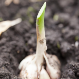 The Benefits of Garlic in a Balanced Diet