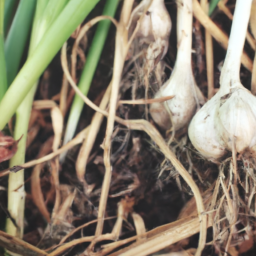 Mulching Methods for Garlic Beds in Tennessee
