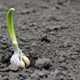 Garlic Varieties Resistant to Tennessee Pests