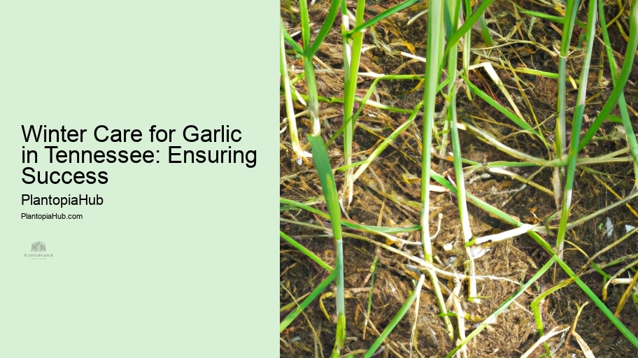 Winter Care for Garlic in Tennessee: Ensuring Success