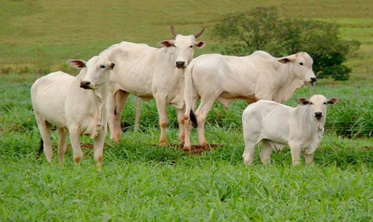Leilão de 38 bovinos da raça Nelore acontece nesta sexta-feira