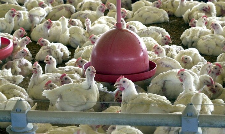 Açúcar e carne de frango são os mais impactados por sobretaxa da China