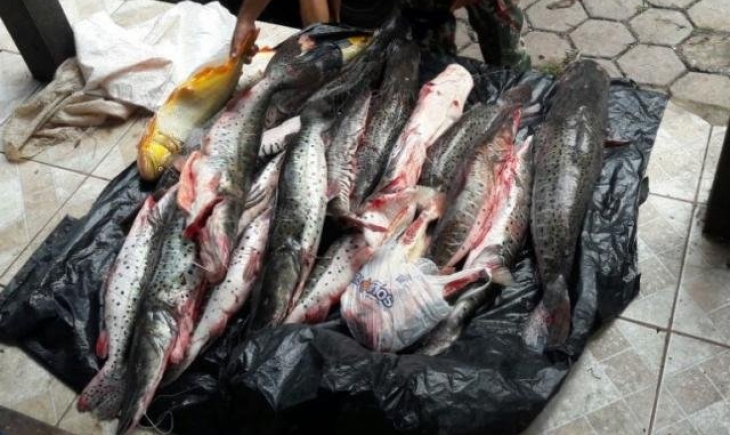 Corumbá: Pescadores são flagrados com 255 kg de peixes e multados em R$ 11,8 mil