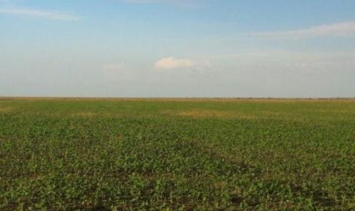 Área plantada de soja bate recorde e MS registra aumento de 140 mil hectares